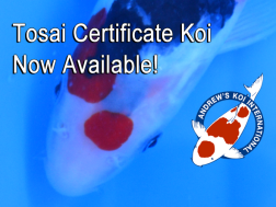 Tosai Certificate Koi Now Available!