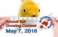 2016 Annual Koi Growing Contest May 7