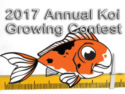 2017 Annual Koi Growing Contest